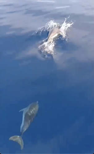 https://www.ragusanews.com/immagini_articoli/23-02-2025/eolie-avvistate-una-ventina-di-stenelle-striate-video-500.jpg