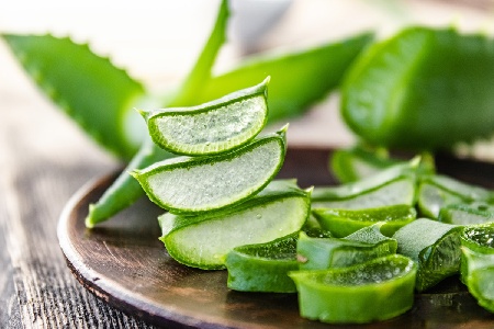 https://www.ragusanews.com/immagini_articoli/23-06-2023/aloe-vera-i-benefici-300.jpg
