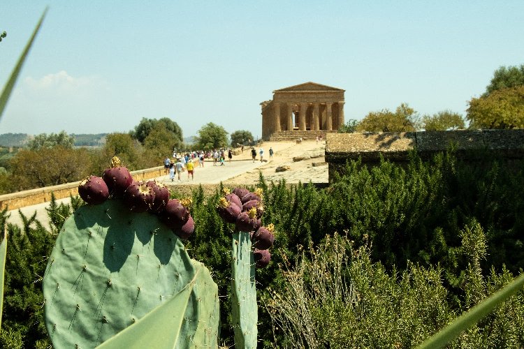 https://www.ragusanews.com/immagini_articoli/23-08-2019/il-giardino-mediterraneo-di-villa-aurea-valle-dei-templi-500.jpg