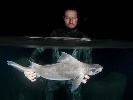 https://www.ragusanews.com/immagini_articoli/23-11-2024/scoperto-il-primo-pesce-porco-bianco-e-un-raro-squalo-100.jpg