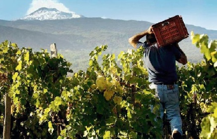 https://www.ragusanews.com/immagini_articoli/23-12-2021/vino-torna-contrade-dell-etna-si-terra-nell-aprile-2022-280.jpg