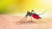 https://www.ragusanews.com/immagini_articoli/26-07-2024/febbre-oropouche-primi-due-morti-che-cos-e-i-sintomi-100.jpg