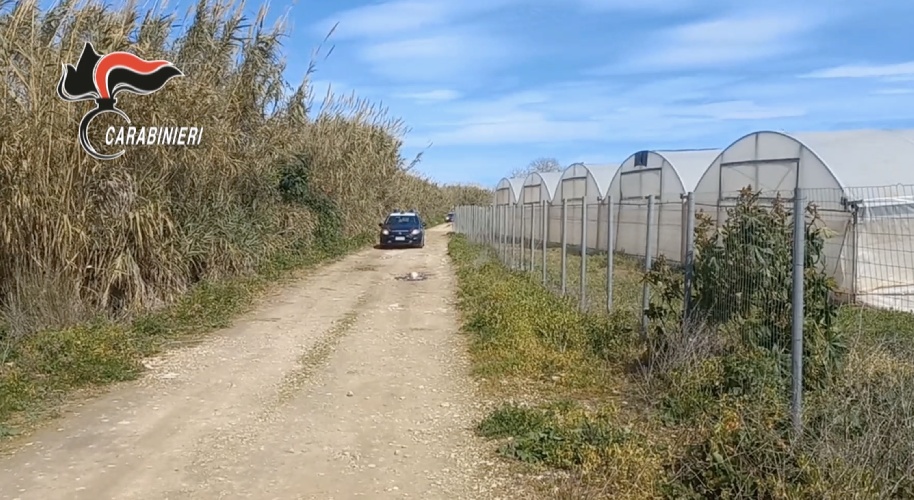 https://www.ragusanews.com/immagini_articoli/27-02-2024/caporalato-a-ispica-arrestati-tre-imprenditori-agricoli-500.jpg