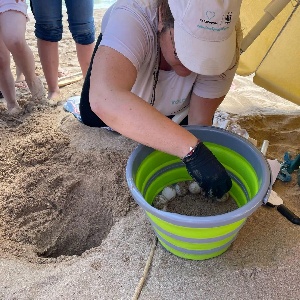 https://www.ragusanews.com/immagini_articoli/27-05-2024/1716834457-nel-ragusano-il-secondo-nido-di-tartaruga-caretta-caretta-in-italia-1-300.jpg