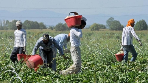 https://www.ragusanews.com/immagini_articoli/27-10-2021/ragusa-dilaga-il-lavoro-grigio-la-schiavitu-dal-campo-alla-tavola-280.jpg