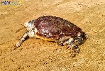 https://www.ragusanews.com/immagini_articoli/27-10-2024/scala-dei-turchi-trovato-morto-enorme-esemplare-di-caretta-caretta-100.jpg