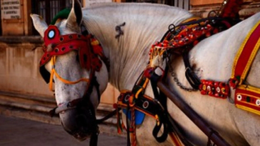https://www.ragusanews.com/immagini_articoli/28-03-2024/riconoscimento-per-il-cavallo-siciliano-razza-a-limitata-diffusione-500.webp