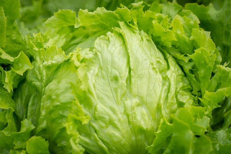 https://www.ragusanews.com/immagini_articoli/29-07-2021/dieta-d-estate-dimagrire-con-l-insalata-500.jpg