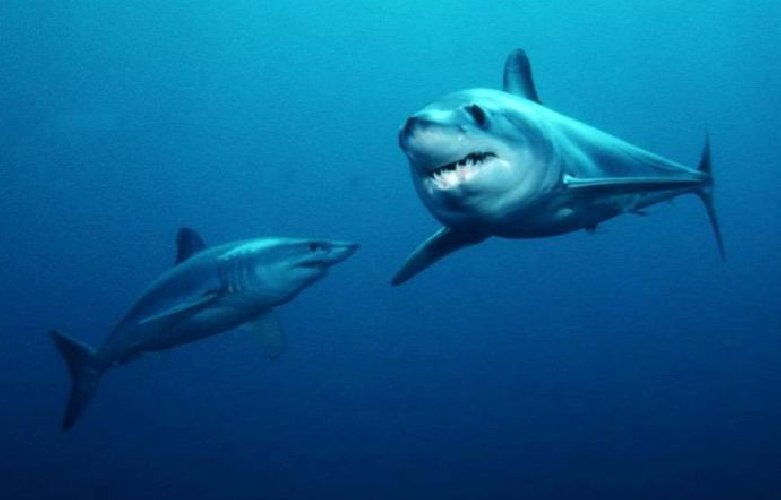 https://www.ragusanews.com/immagini_articoli/30-05-2018/chiama-mako-squalo-bianco-solca-mare-siciliano-500.jpg