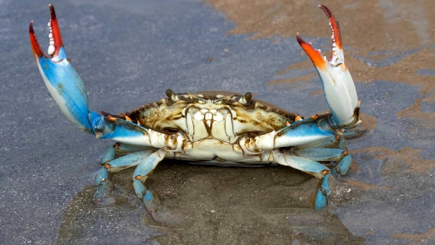 https://www.ragusanews.com/immagini_articoli/30-06-2024/granchio-blu-killer-conto-salato-per-la-pesca-500.jpg