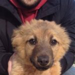 Uno dei cani rubati