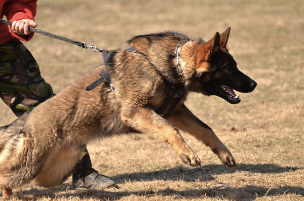 Azzannato da un cane, ferito ispicese