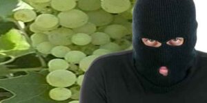 Furti nele aree rurali