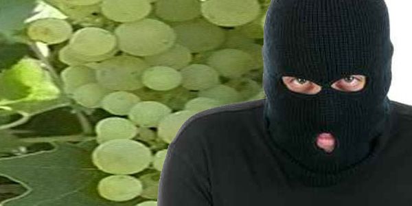 Furti nelle aree rurali, 3 denunciati