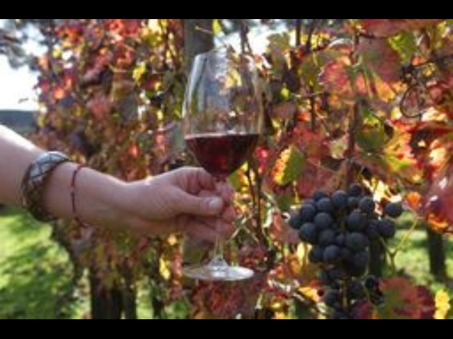 Assoenologi, in Sicilia vendemmia +30% Assoenologi, in Sicilia vendemmia +30%