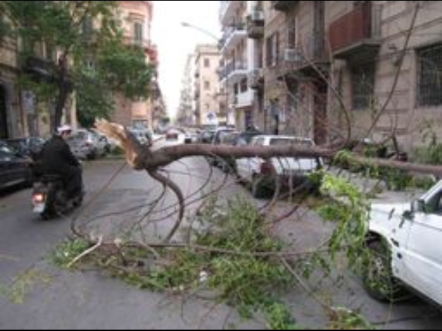 Maltempo: frana a Corleone,alberi caduti