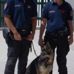 Il cane Indic