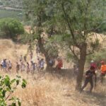 La valle dei pini d’Aleppo
