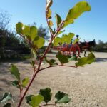 Tradizioni agricole iblee