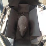Il ratto