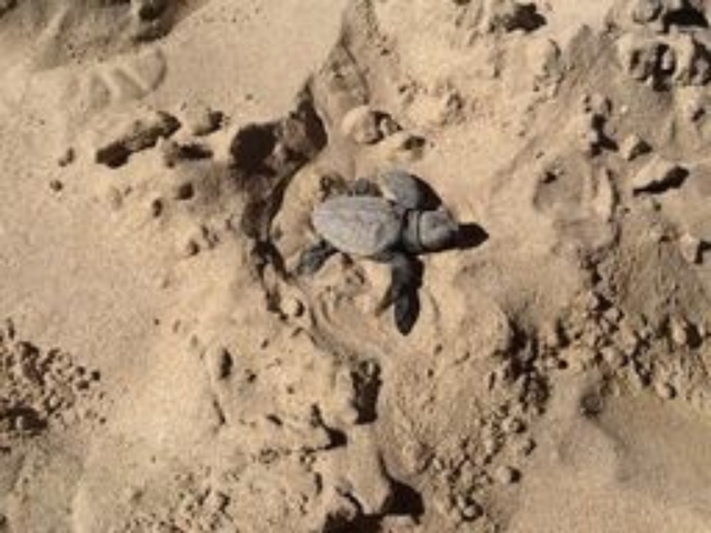 Schiuse uova Caretta in spiaggia Palermo