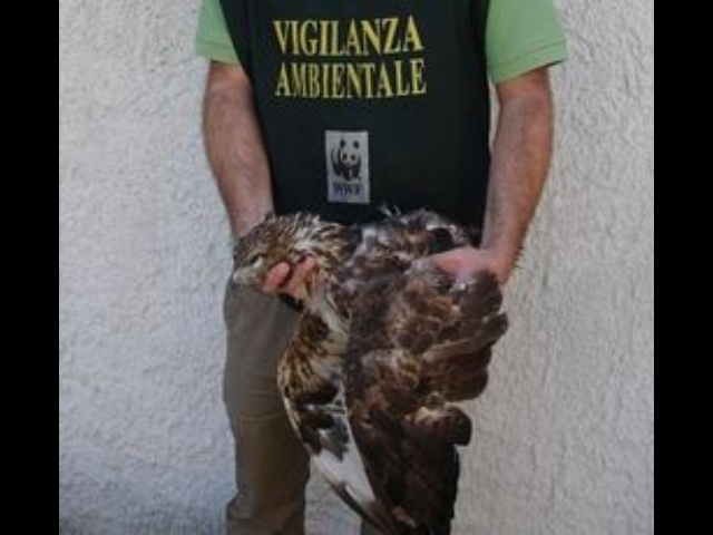 Poiana uccisa, taglia Wwf per colpevole