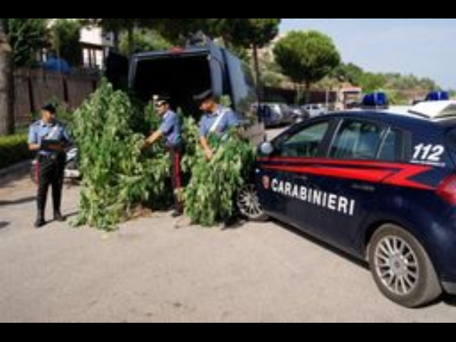 Scoperte piantagioni marijuana,2 arresti