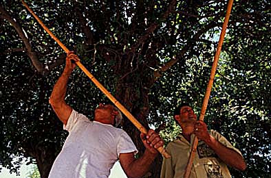 Ladri di carrube, e picchiatori