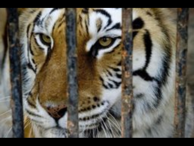 Tigre fugge da circo, catturata