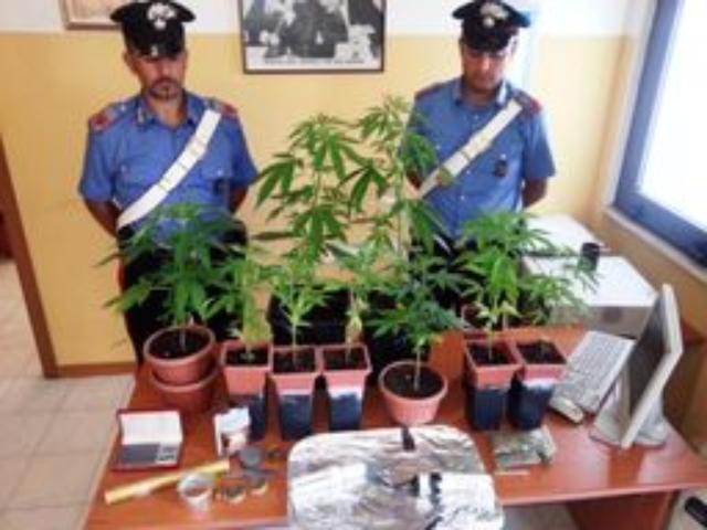 Piante cannabis tra i fiori della nonna