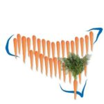 La carota novella
