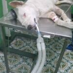 Il cane in cura