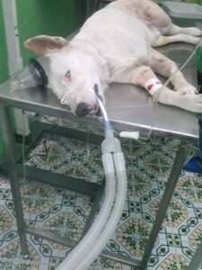 Il cane in cura