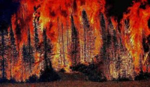 Bosco in fiamme