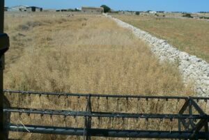 La raccolta della colza
