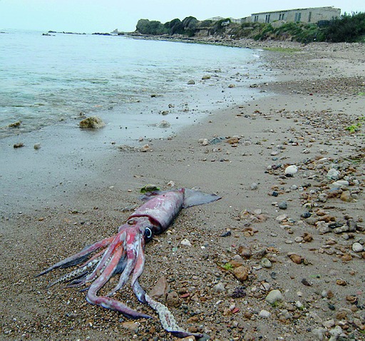 Totano gigante spiaggia a Santa Croce