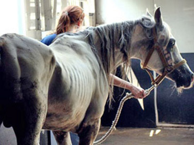 Cavalli malnutriti, denunciato allevatore di Giarratana
