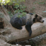 Un orso