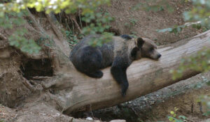 Un orso