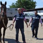 Corsa clandestina di cavalli a Ispica