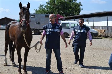 Sventata corsa clandestina di cavalli a Ispica