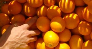 Ladri di arance