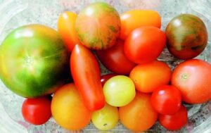 Ad Acate il pomodoro multicolor