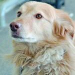 Vita da cani