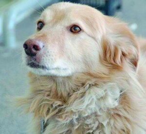 Vita da cani