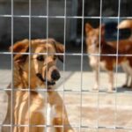 Cane seviziato