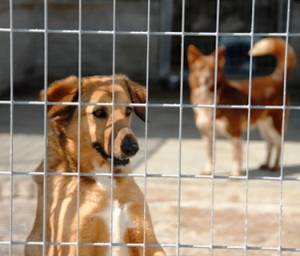 Cane seviziato