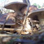 Funghi iblei