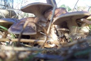 Funghi iblei