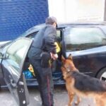 Cane antidroga